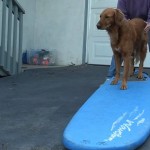 Dog surfing: Teach your dog to surf – Intermediate board work