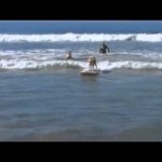 good Barking good time Californian dogs ride the waves in annual canine SURFING competition 2014