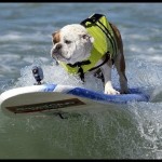 Dog surfing competition in California