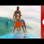 Hang loose! Dog surfing competition at Queensland surf festival