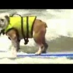 Dog surfing competition in Australia