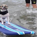 Teach Your Dog To Surf – Surf Dog Lessons in San Diego