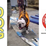 Surf Dog Lessons – Dogs Surfing on July 20