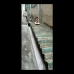 little kid stair surfing fail | FOTD