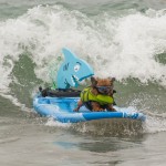 Petco 2014 Surf Dog Competition