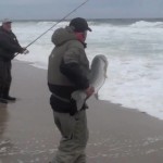 Big Striped Bass Caught in the Jersey Shore Surf