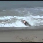 Mistrz surfingu na fali / Surfing fail