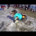 Dog Surfing Competition In California