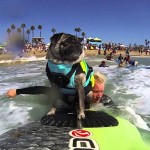 Brandy the PUG at 2014 Surf City Surf Dog