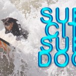 World’s Best Surfing Dogs Compete in Huntington Beach